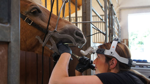 Maschinelles Einschleifen der Backenzähne - Pferdedentalpraxis