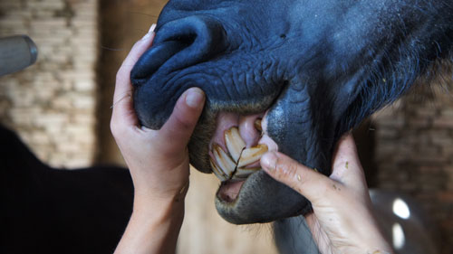 Zahngesundheit beim alten Pferd - Pferdedentalpraktiker IGFP