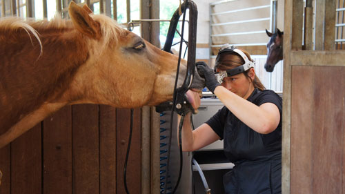 Ausführliche Untersuchung vor der Zahnbehandlung beim Pferd