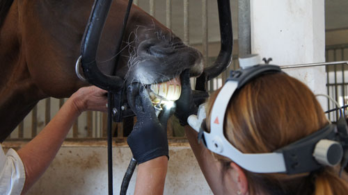 Zahnbehandlung durch Pferdedentalpraktiker (IGFP)