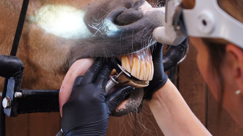 Zahnbehandlung beim Pferd - Pferdedentalpraktiker nach IGFP