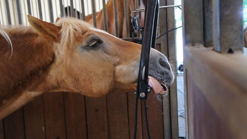 Sediertes Pferd bei der Zahnbehandlung